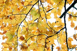 Yellow Summer sur Karin Hendriks Fotografie