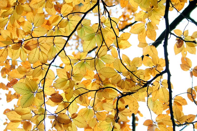 Yellow Summer by Karin Hendriks Fotografie