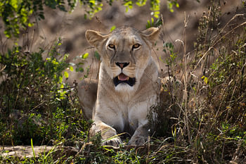 Lioness rests in shade