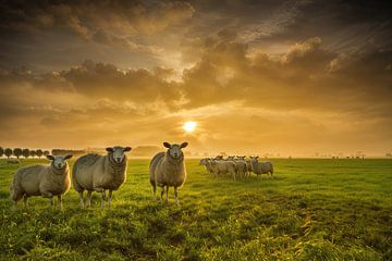 Schapen met zonsopkomst van Bertrik Hakvoort