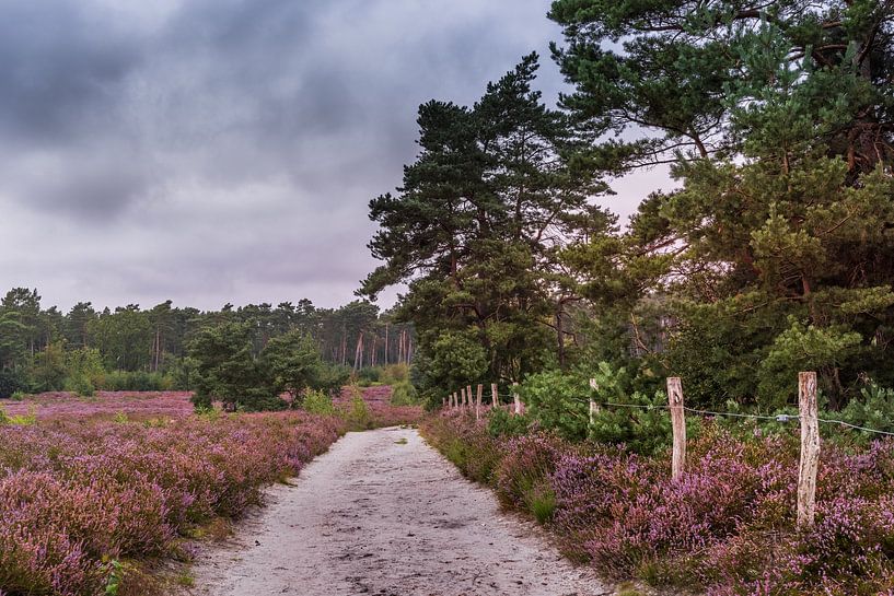 The heather is on van Wim van D