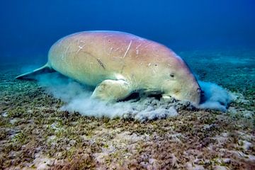 Zeekoe onderwater van AGAMI Photo Agency