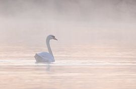 schwan im nebel von natascha verbij