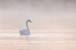 zwaan in de mist van natascha verbij