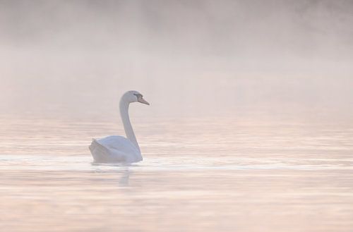 zwaan in de mist
