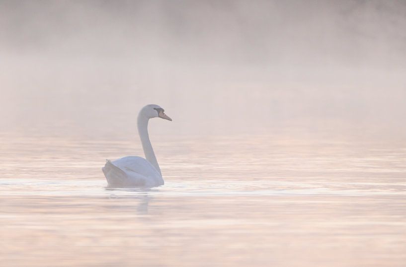 cygne dans le brouillard par natascha verbij