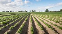 Potato plants in long rows