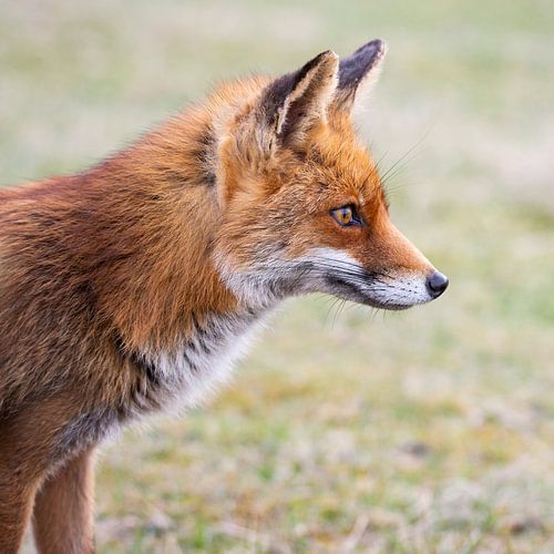 Close-up van Reintje de vos van Abe Maaijen