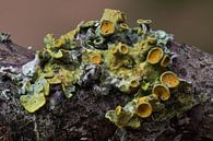 yellow lichen II by Klaartje Majoor thumbnail