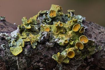 yellow lichen II by Klaartje Majoor