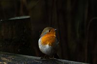 Robins