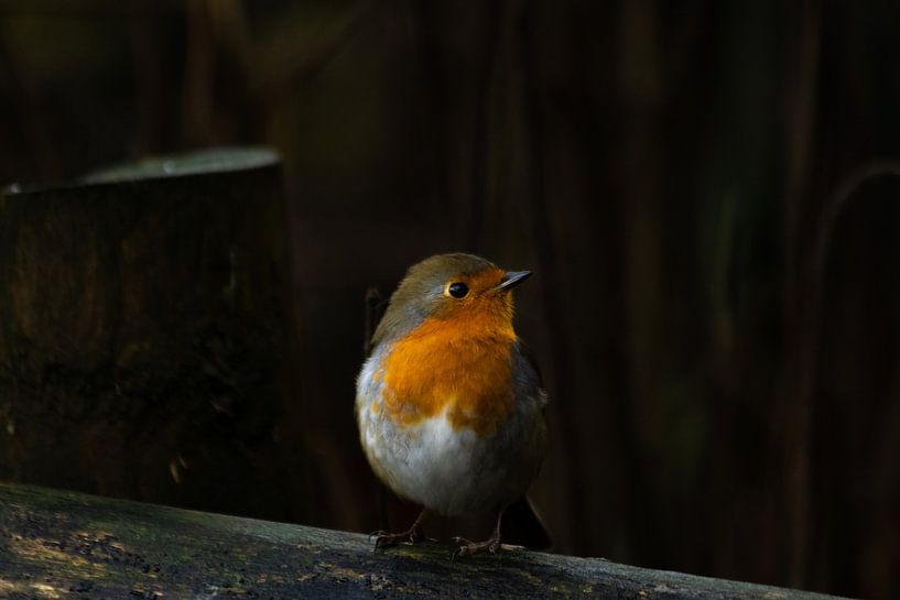 Robins von Niels Langerak