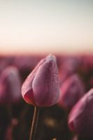 Tulpe mit Tautropfen