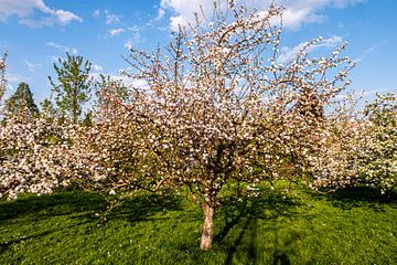 Bloeiende appelboom van Dieter Walther