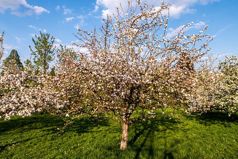 Pommier en fleurs par Dieter Walther
