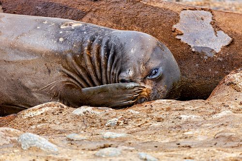 The wild seals of the Antarctic