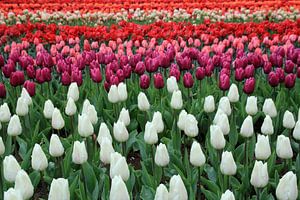 Drapeau tulipe