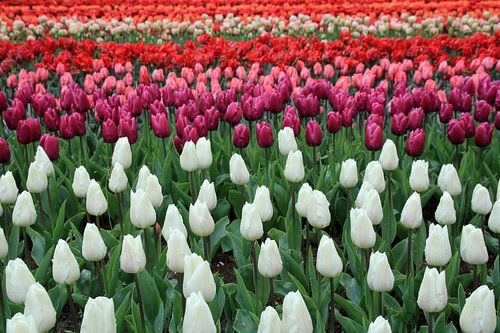 Tulip Flag