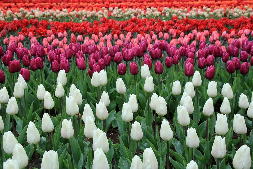 Drapeau tulipe par Cornelis (Cees) Cornelissen