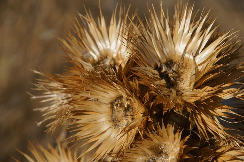 goudkleurig mooi opgedroogde bloem van wil spijker