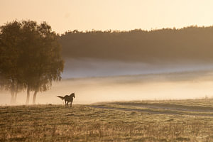 Paard in de ochtendmist