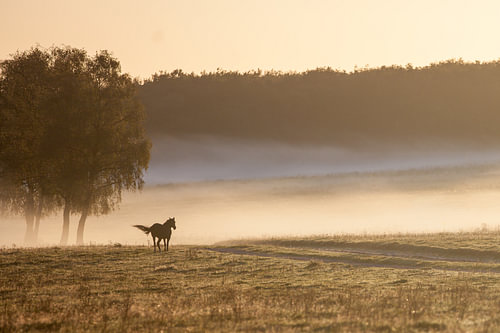 Paard in de ochtendmist van Kees Jan Schilstra