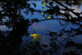 Nonnenmattweiher- im Schwarzwald 3.0 von Ingo Laue
