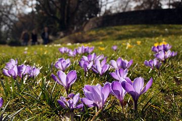 Frühlings Wiese voller lila blühender Krokus