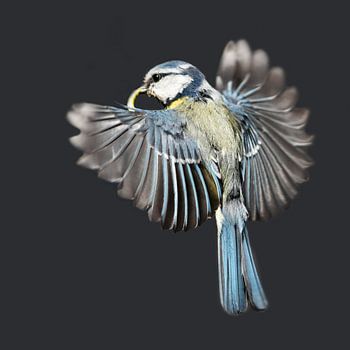 Flying Blue Tit