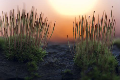 Mos tijdens zonsopkomst