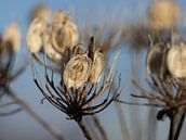 Hogweed seeds in autumn by Foto Studio Labie thumbnail