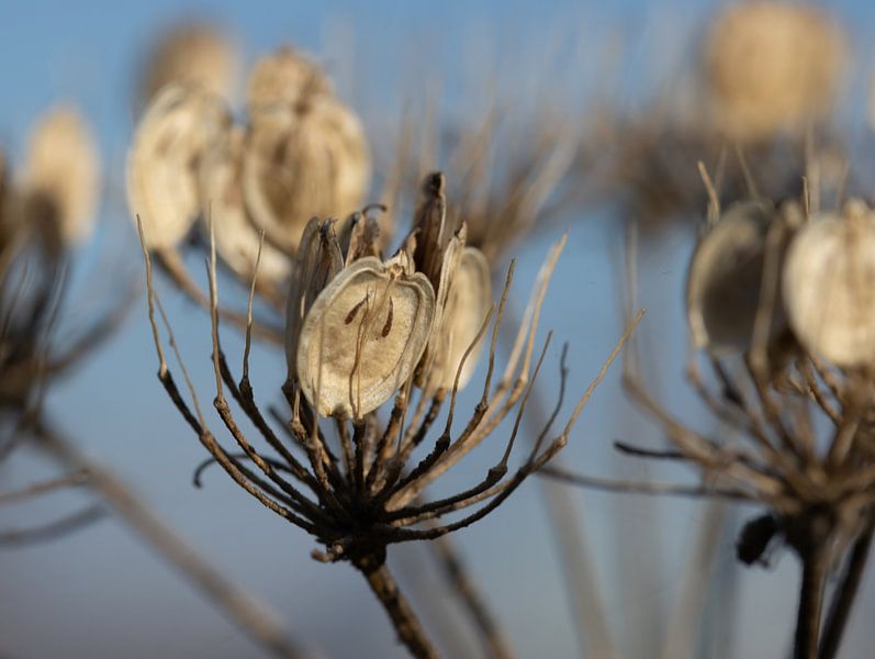 Hogweed seeds in autumn by Foto Studio Labie
