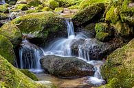 Schwarzwald-Wasser von Ursula Di Chito Miniaturansicht