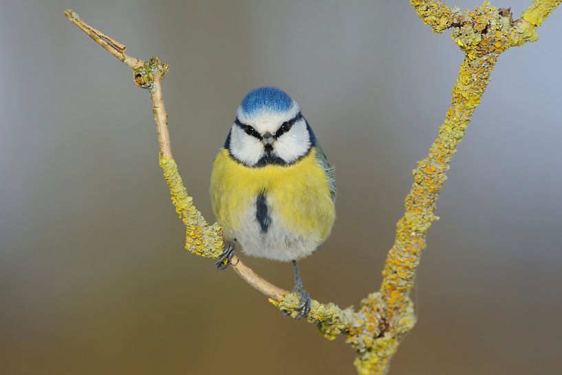 Blickkontakt... Blaumeise *Cyanistes caeruleus* von wunderbare Erde