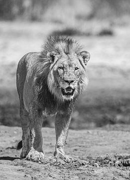 Lion in Namibia, Africa by Patrick Groß