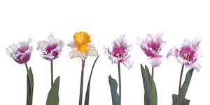 Tulpen narcis panorama