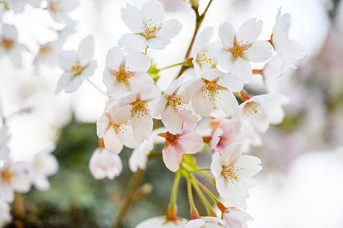 Spring blossom by Lieselotte Stienstra
