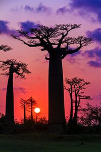 Vurige Baobabs