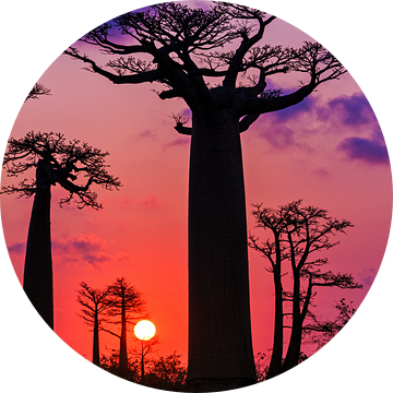 Vurige Baobabs van Dennis van de Water