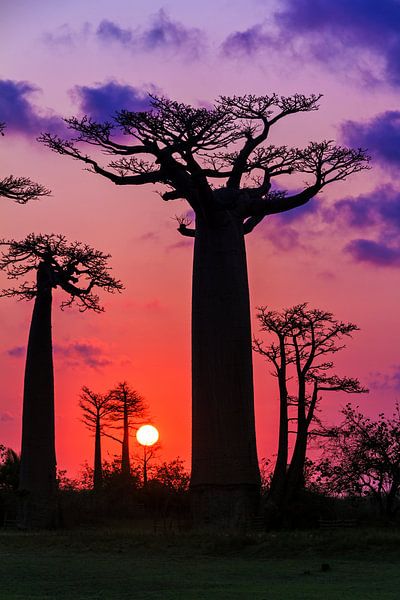 Vurige Baobabs von Dennis van de Water