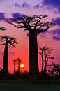 Vurige Baobabs von Dennis van de Water Miniaturansicht