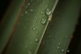 Blatt mit Wassertropfen und Linien von Leon Doorn
