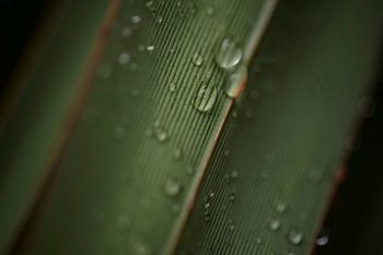Blatt mit Wassertropfen und Linien