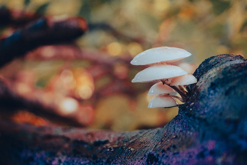 Porcelain fungus (Oudemansiella mucida) with autumn colour by Fotografiecor .nl