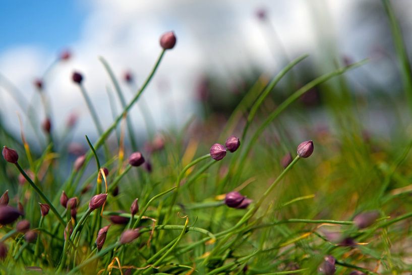 Printemps par t.ART