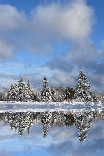 Een besneeuwd bos na de storm