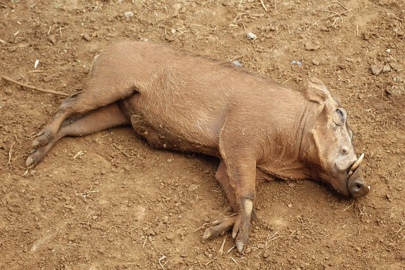 Pumba von Laurence Van Hoeck