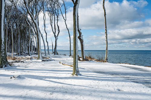 Gespensterwald Nienhagen