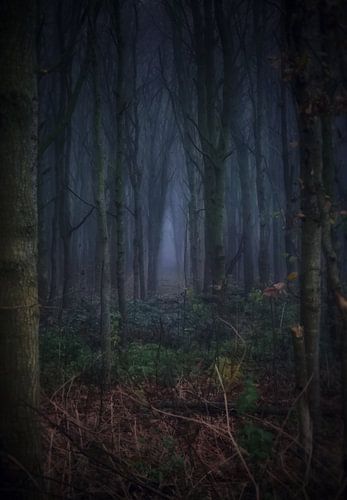 De scheur in het bos