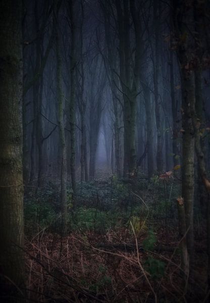 The crack in the woods by Maickel Dedeken